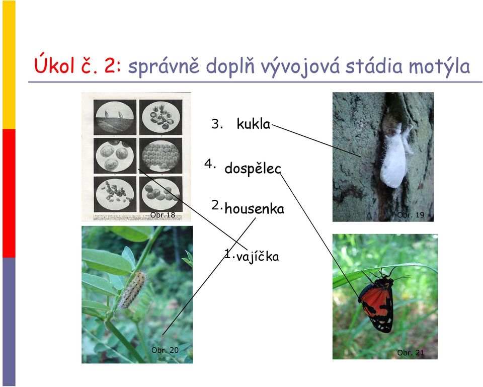 stádia motýla 3. kukla 4.