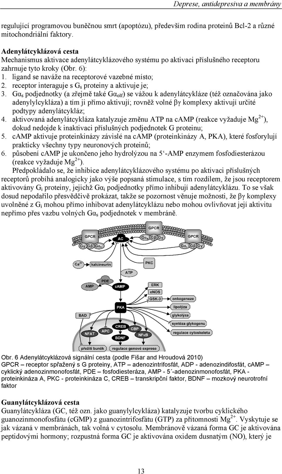 receptor interaguje s G s proteiny a aktivuje je; 3.