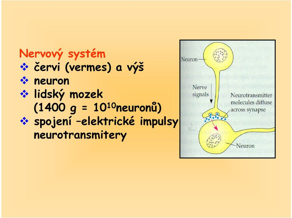 (1400 g = 10 10 neuronů)