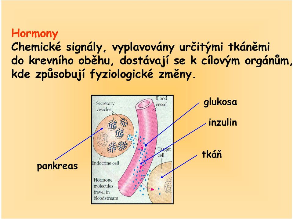 dostávají se k cílovým orgánům, kde