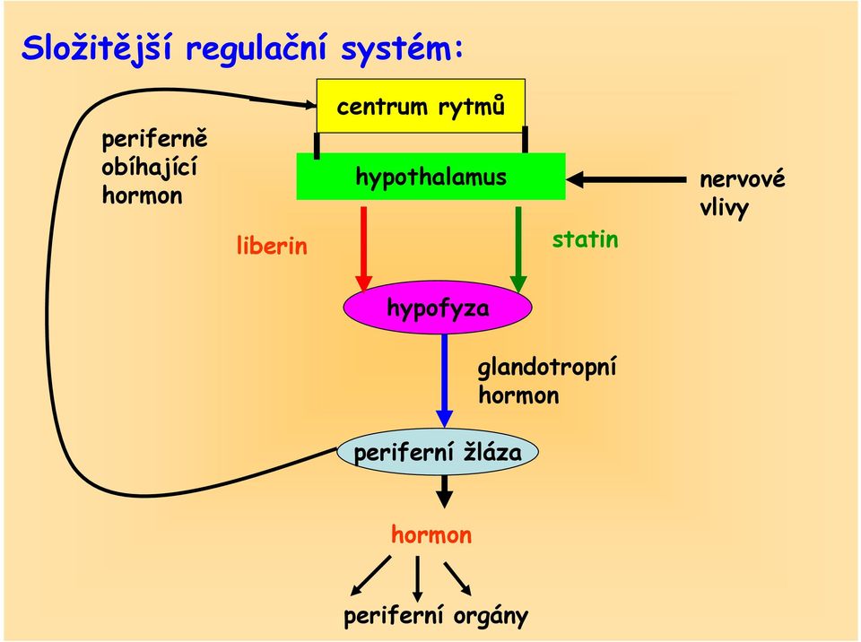 hypothalamus statin nervové vlivy hypofyza