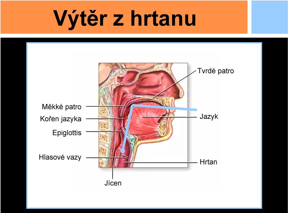 jazyka Jazyk Epiglottis