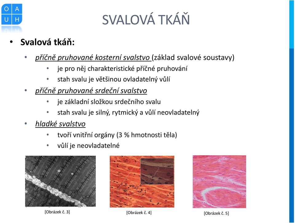 svalstvo je základní složkou srdečního svalu stah svalu je silný, rytmický a vůlí neovladatelný hladké