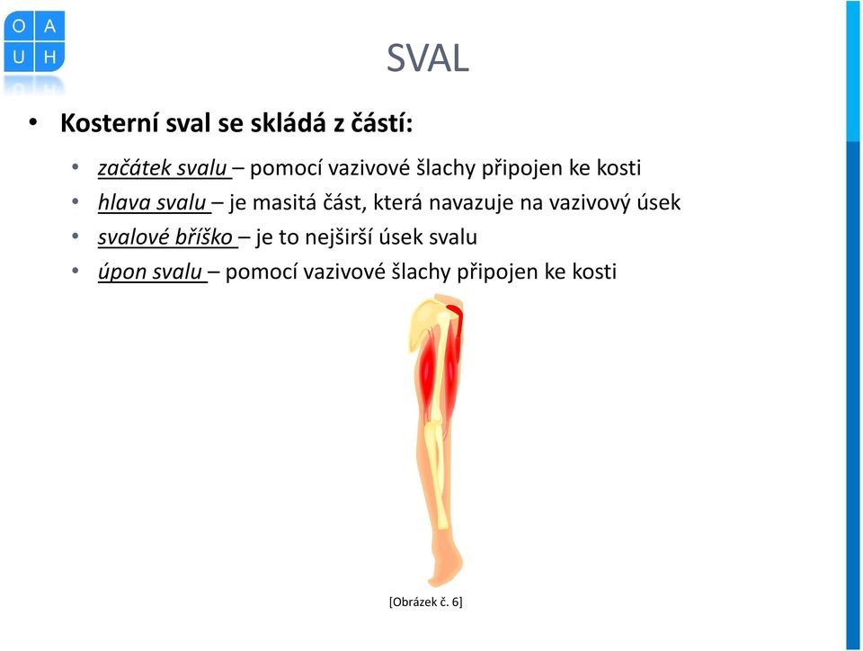 která navazuje na vazivový úsek svalové bříško je to nejširší