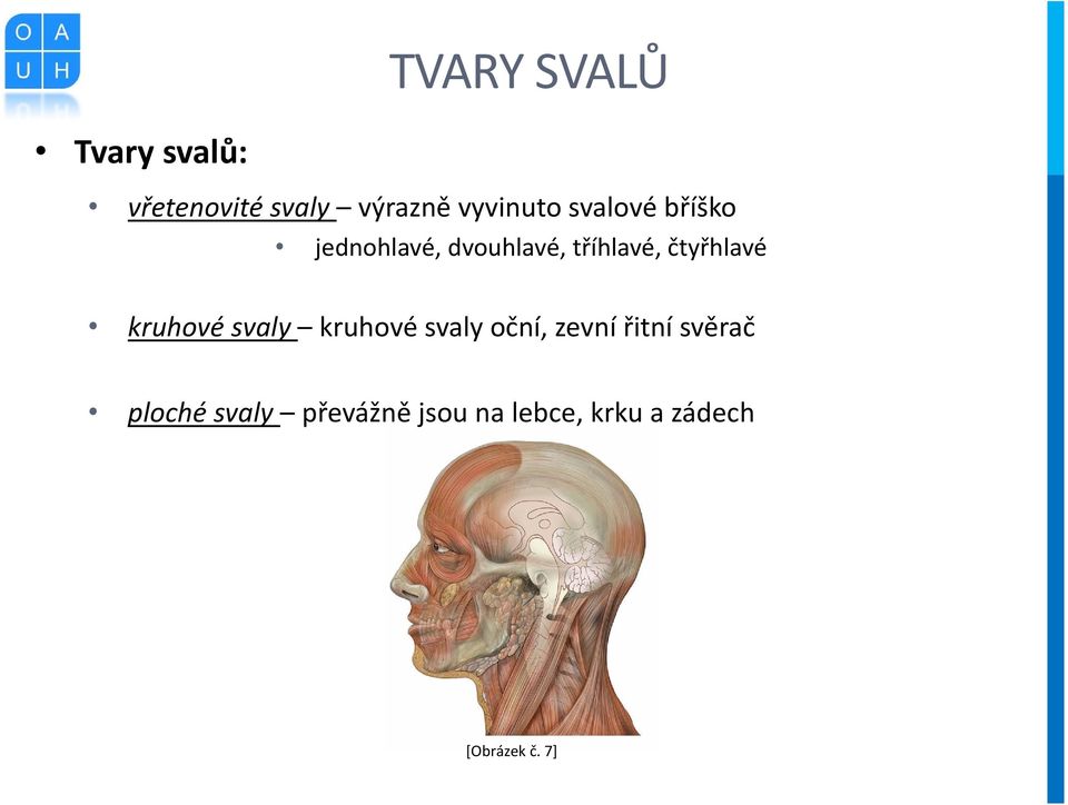 čtyřhlavé kruhové svaly kruhové svaly oční, zevní řitní