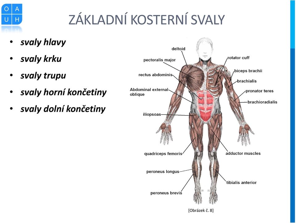 svaly dolní končetiny