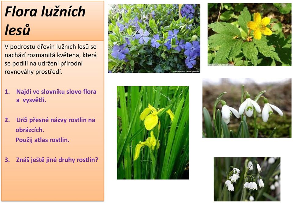 prostředí. 1. Najdi ve slovníku slovo flora a vysvětli. 2.