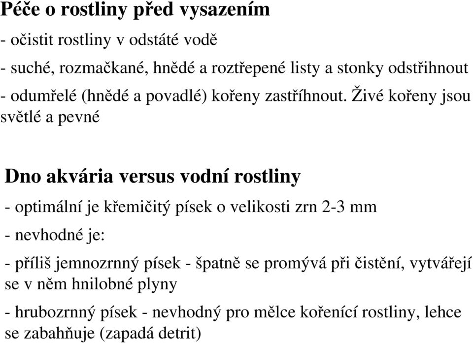Živé kořeny jsou světlé a pevné Dno akvária versus vodní rostliny - optimální je křemičitý písek o velikosti zrn 2-3 mm -