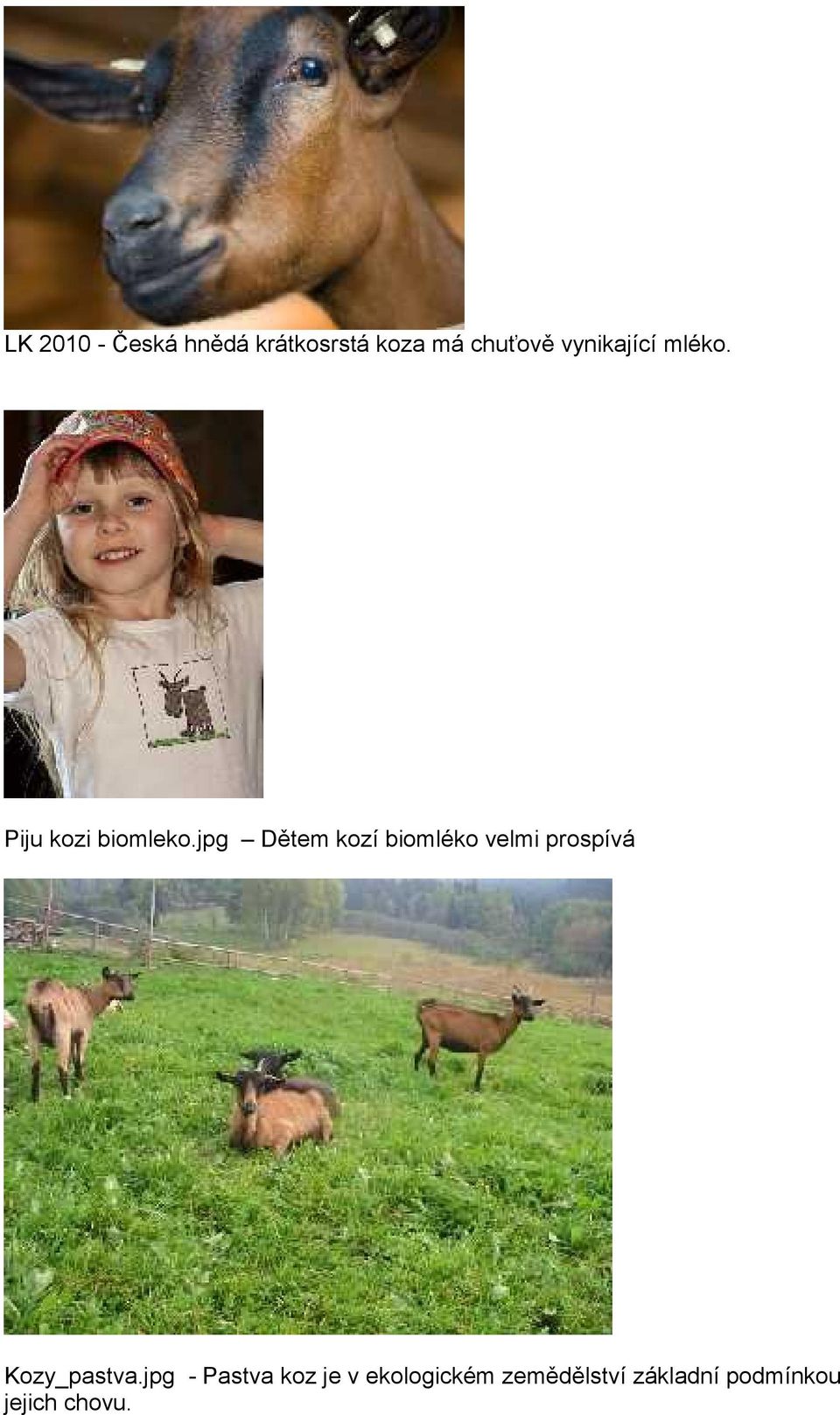 jpg Dětem kozí biomléko velmi prospívá Kozy_pastva.