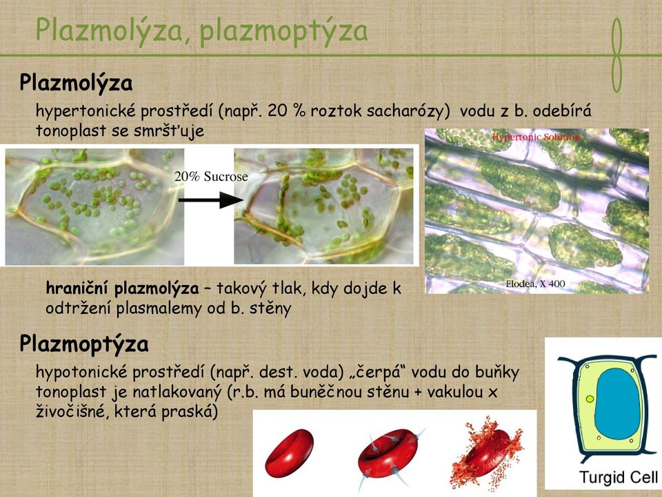 odebírá tonoplast se smršťuje hraniční plazmolýza takový tlak, kdy dojde k odtržení