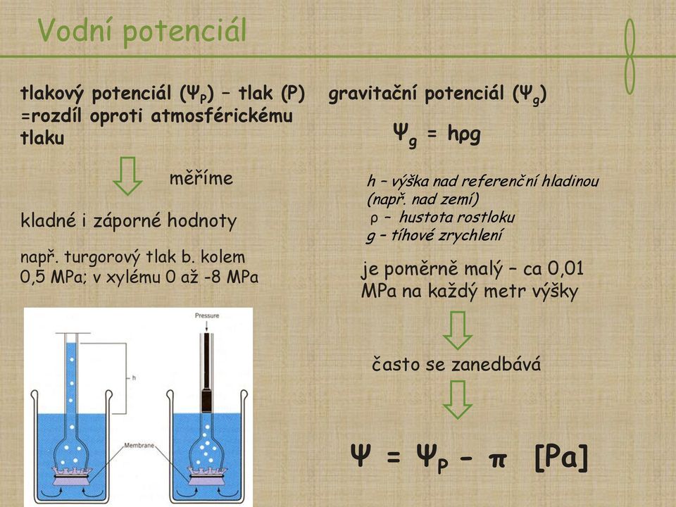 kolem 0,5 MPa; v xylému 0 až -8 MPa gravitační potenciál (Ψ g ) Ψ g = hρg h výška nad referenční