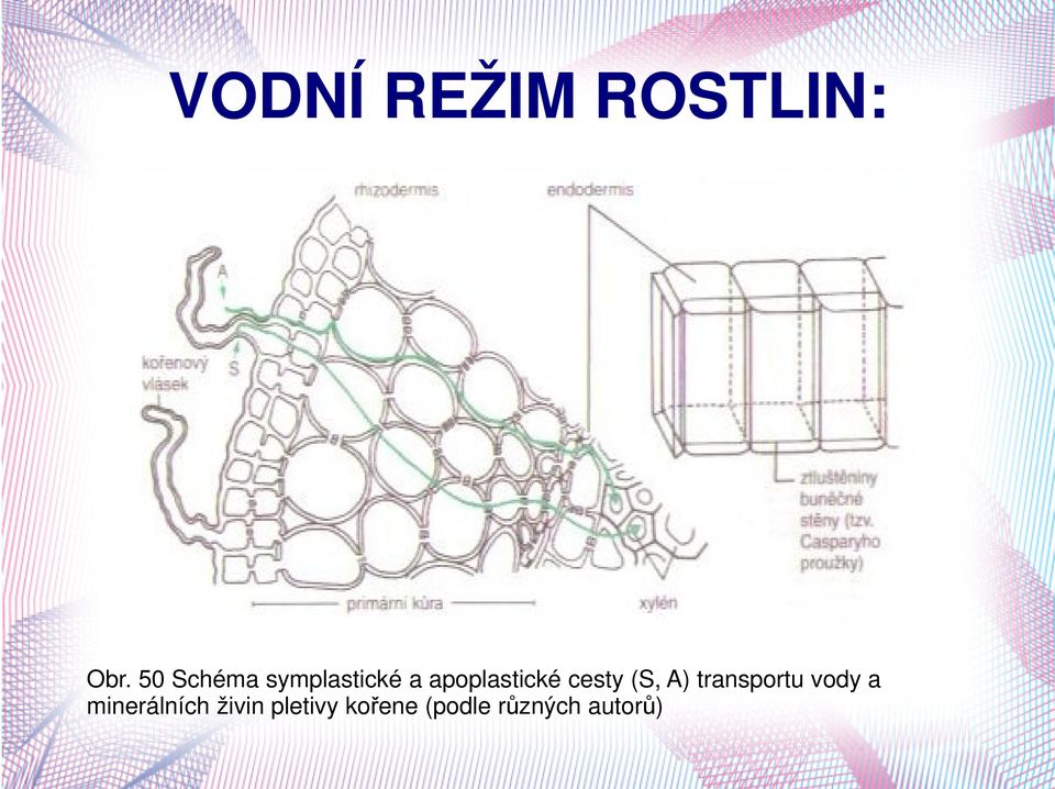 transportu vody a minerálních