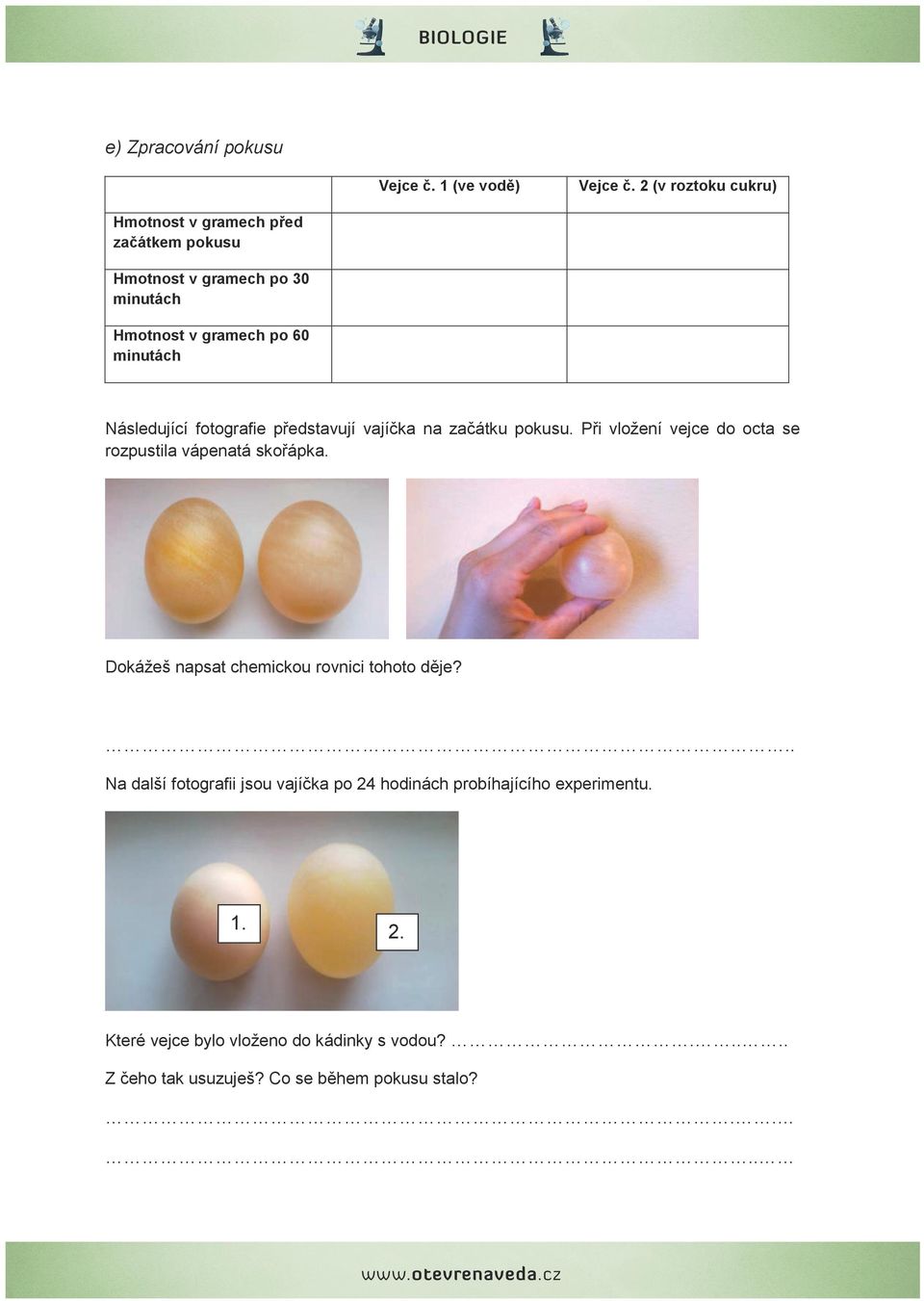 Následující fotografie představují vajíčka na začátku pokusu. Při vložení vejce do octa se rozpustila vápenatá skořápka.