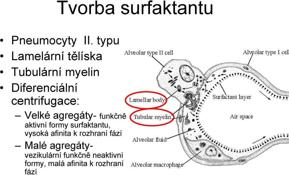 centrifugace: Velké agregáty- funkčně aktivní formy surfaktantu,