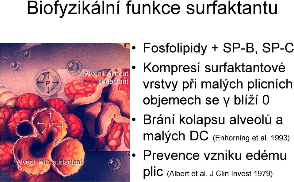 γ blíží 0 Brání kolapsu alveolů a malých DC (Enhorning et al.