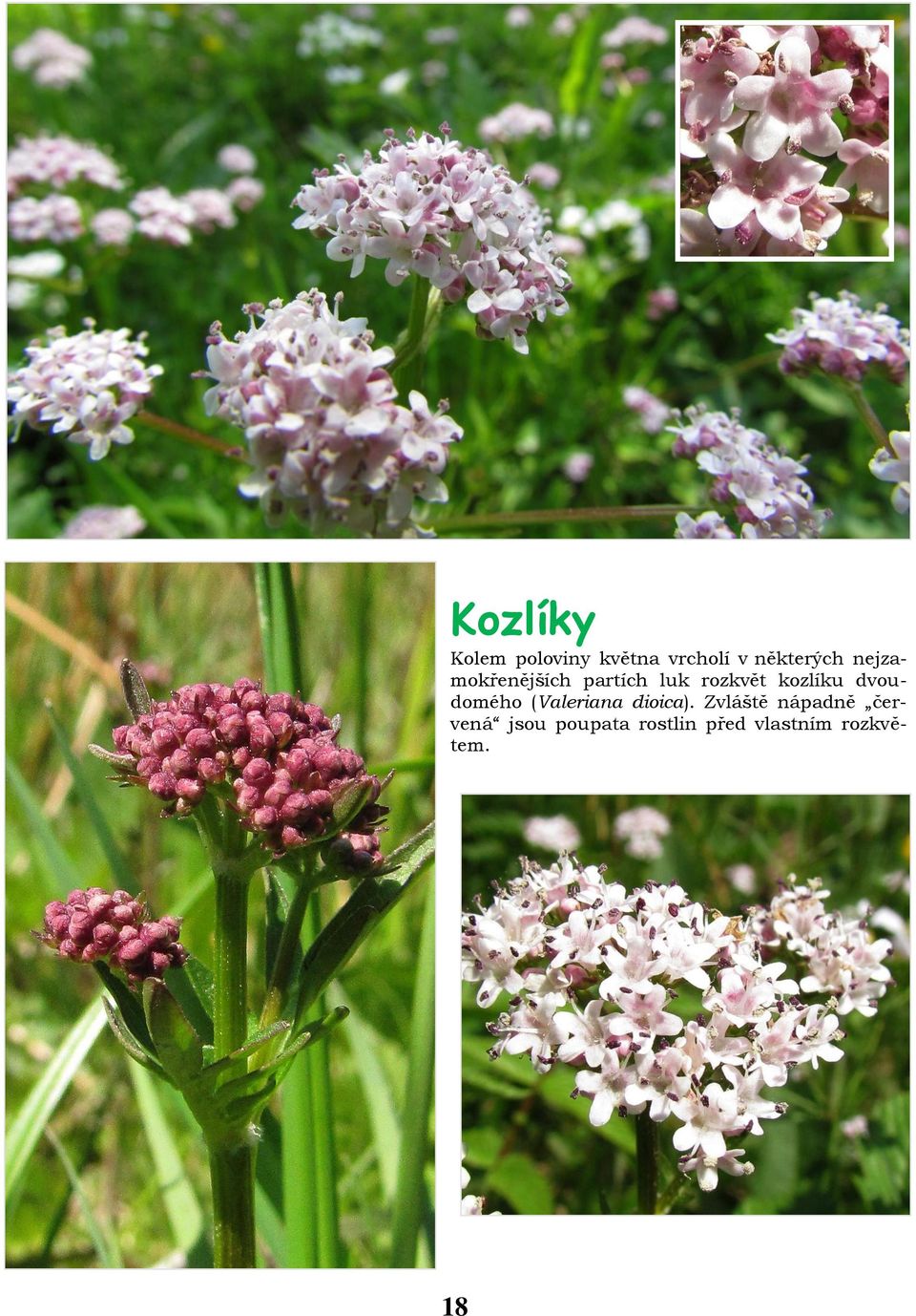 dvoudomého (Valeriana dioica).