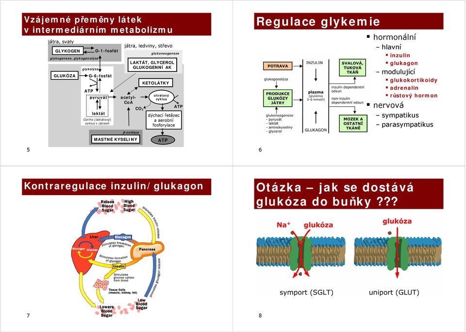 glukoogeze KETOLÁTKY citrátový cyklus ATP dýchací řetězec a aerobní fosforylace ATP Regulace glykemie 6 hormonální hlavní inzulin glukagon