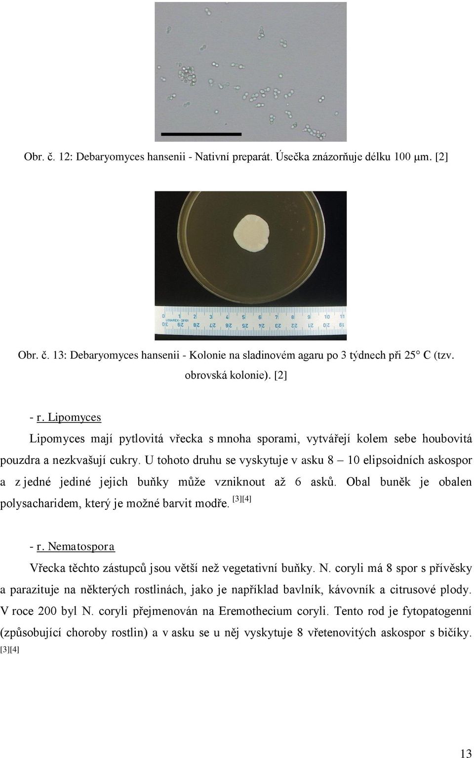 U tohoto druhu se vyskytuje v asku 8 10 elipsoidních askospor a z jedné jediné jejich buňky může vzniknout až 6 asků. Obal buněk je obalen polysacharidem, který je možné barvit modře. [3][4] - r.