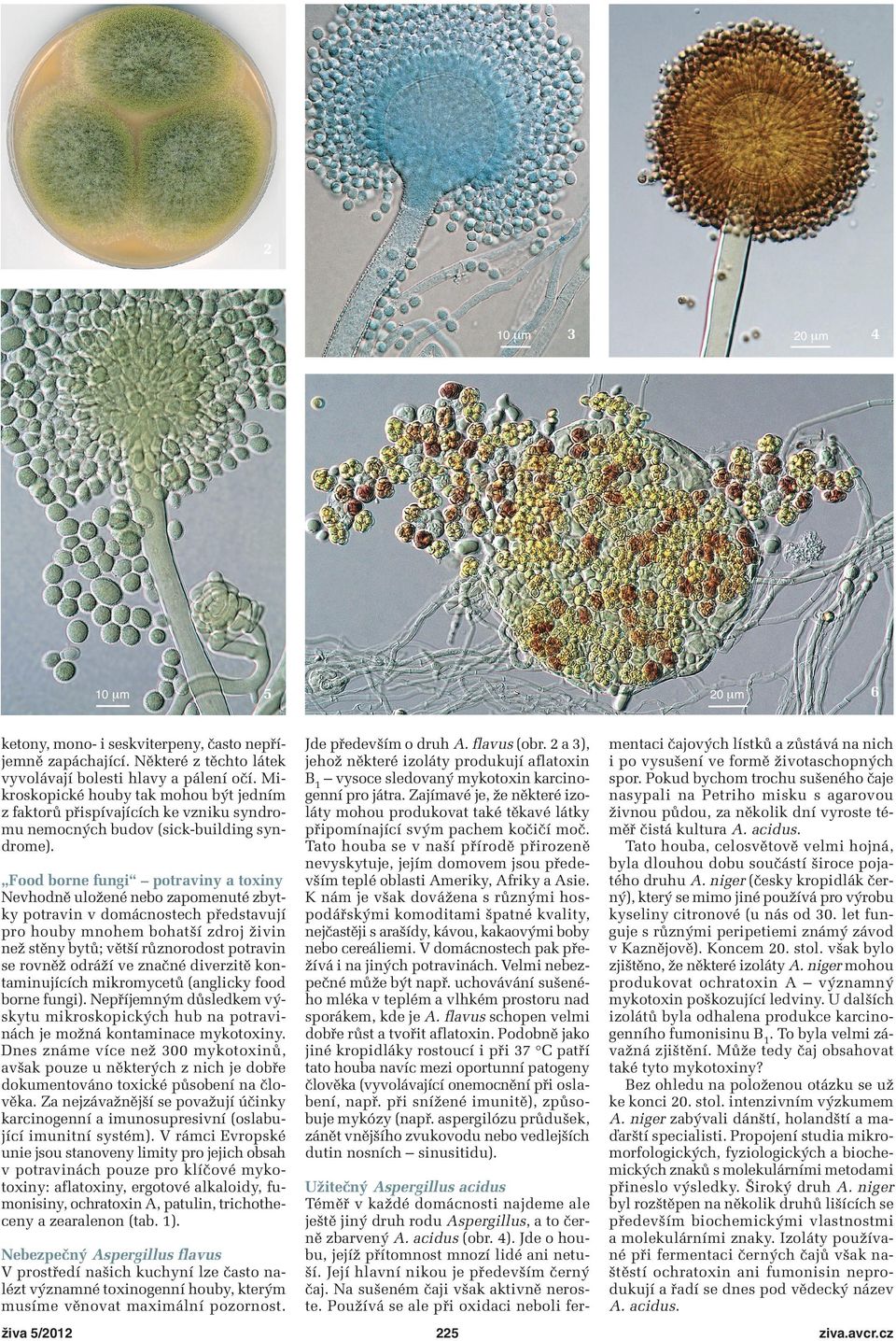 Food borne fungi potraviny a toxiny Nevhodně uložené nebo zapomenuté zbytky potravin v domácnostech představují pro houby mnohem bohatší zdroj živin než stěny bytů; větší různorodost potravin se