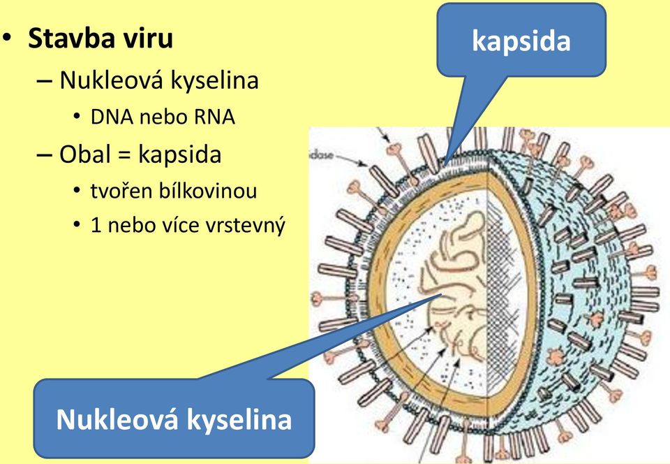 tvořen bílkovinou 1 nebo více