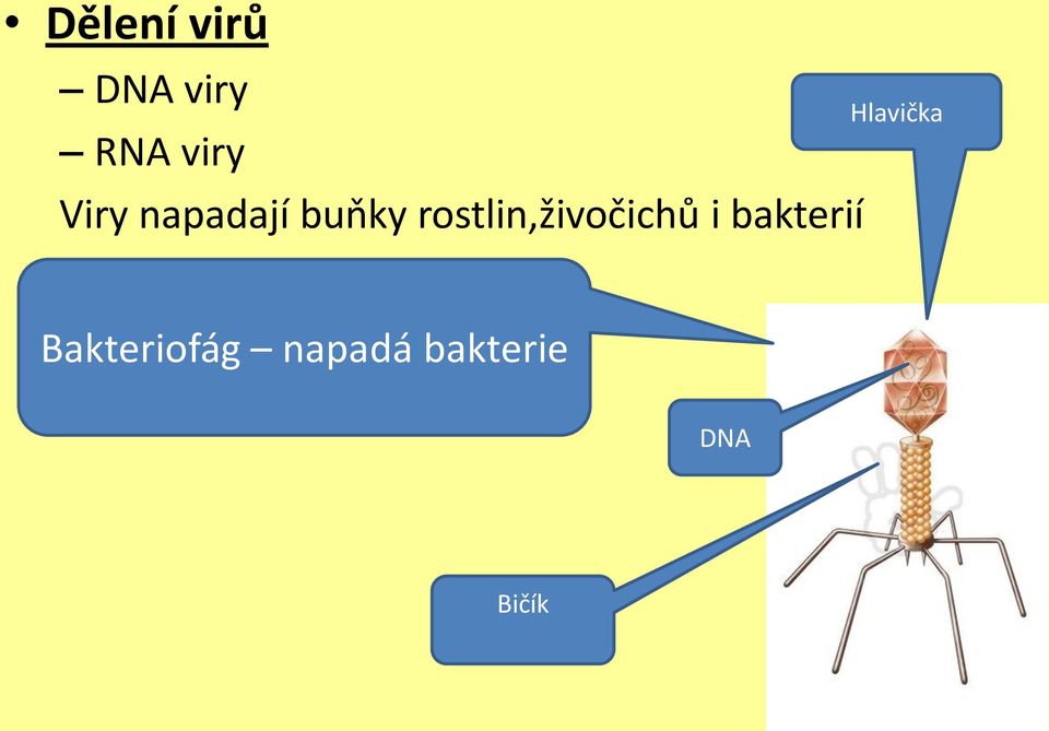 rostlin,živočichů i bakterií