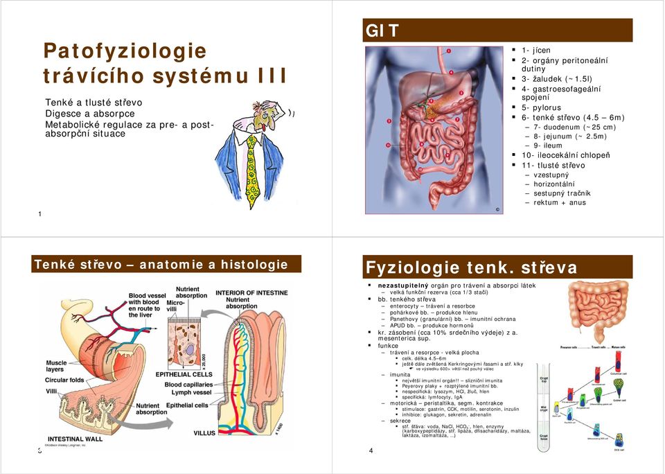 5m) 9- ileum 10- ileocekální chlopeň 11- tlusté střevo vzestupný horizontální sestupný tračník rektum + anus Tenké střevo anatomie a histologie 3 Fyziologie tenk.
