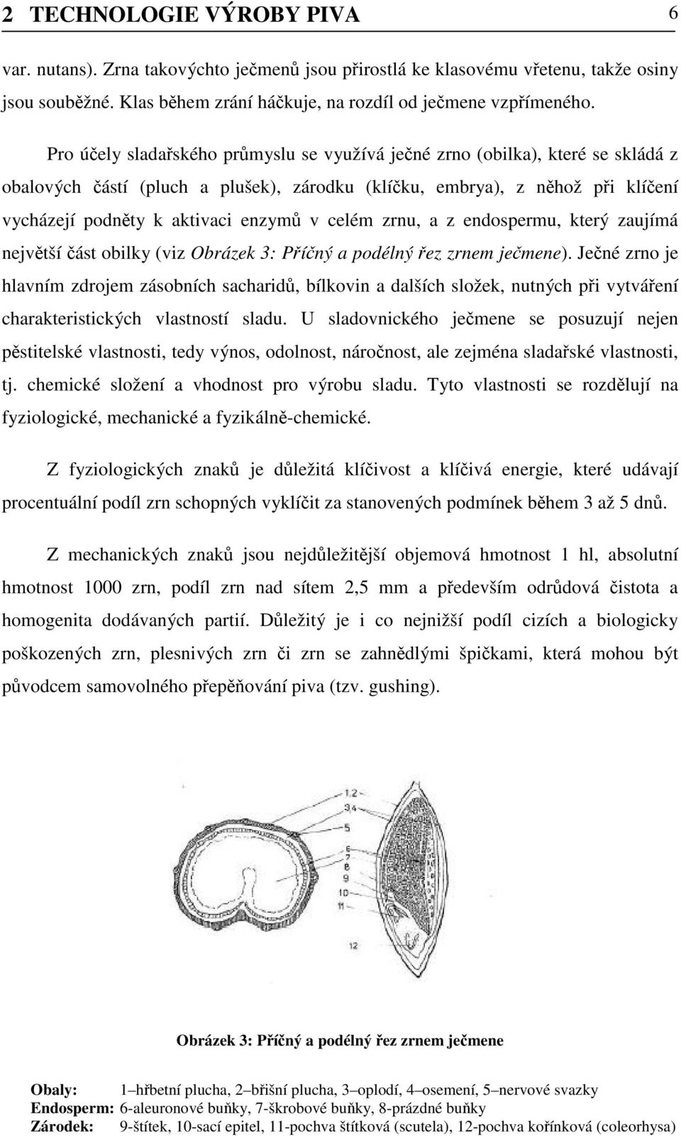 celém zrnu, a z endospermu, který zaujímá největší část obilky (viz Obrázek 3: Příčný a podélný řez zrnem ječmene).