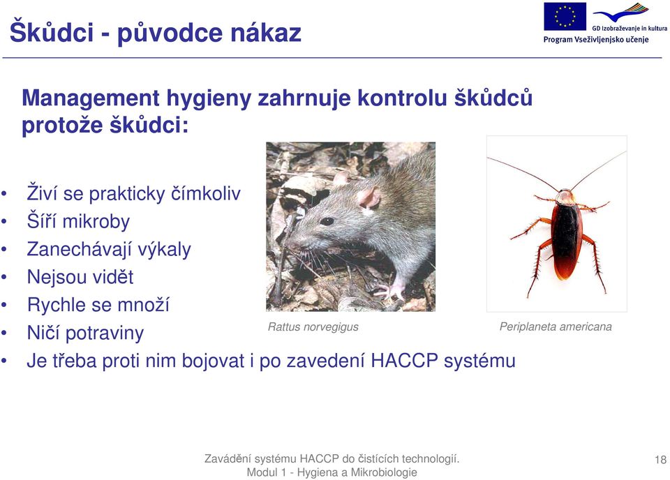 výkaly Nejsou vidět Rychle se množí Ničí potraviny Rattus norvegigus