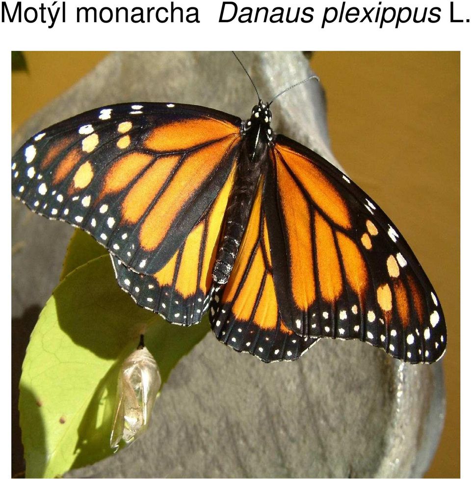 Danaus