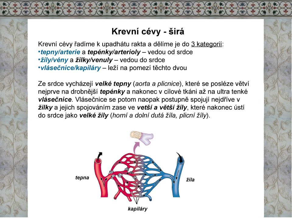 větví nejprve na drobnější tepénky a nakonec vcílové tkáni až na ultra tenké vlásečnice.