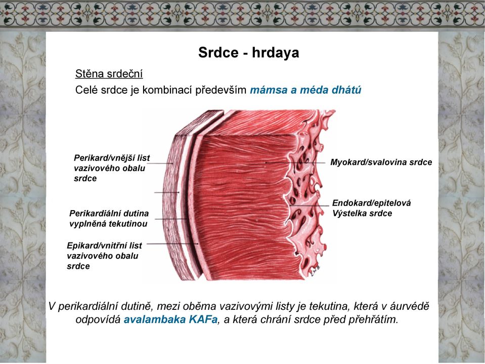 Endokard/epitelová Výstelka srdce Epikard/vnitřní list vazivového obalu srdce V perikardiální dutině,