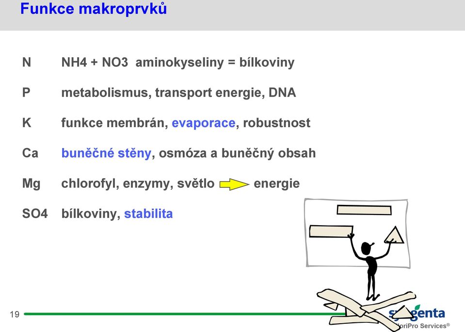 membrán, evaporace, robustnost buněčné stěny, osmóza a