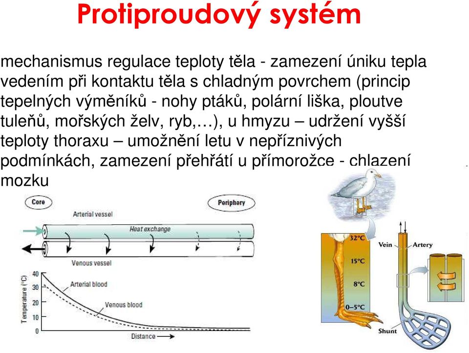 polární liška, ploutve tuleňů, mořských želv, ryb, ), u hmyzu udržení vyšší teploty