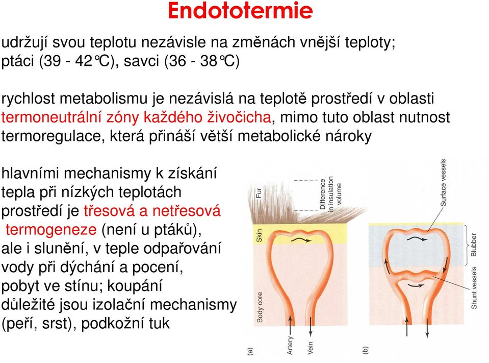 metabolické nároky hlavními mechanismy k získání tepla při nízkých teplotách prostředí je třesová a netřesová termogeneze (není u ptáků),