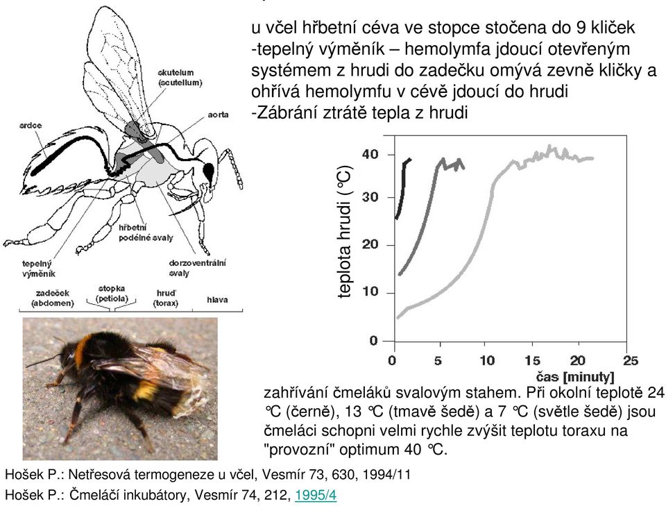 : Netřesová termogeneze u včel, Vesmír 73, 630, 1994/11 Hošek P.