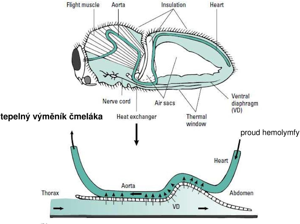 čmeláka