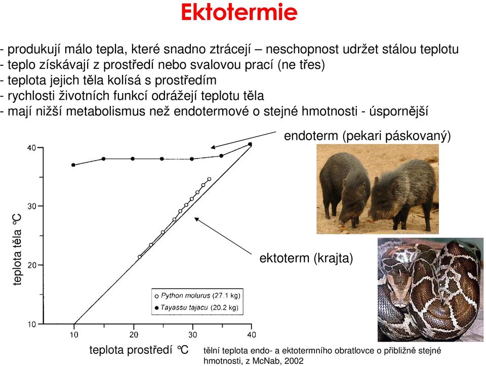 těla - mají nižší metabolismus než endotermové o stejné hmotnosti - úspornější endoterm (pekari páskovaný) teplota těla C