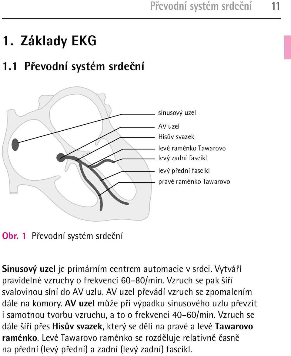 1 Převodní systém srdeční Sinusový uzel je primárním centrem automacie v srdci. Vytváří pravidelné vzruchy o frekvenci 60 80/min. Vzruch se pak šíří svalovinou síní do AV uzlu.