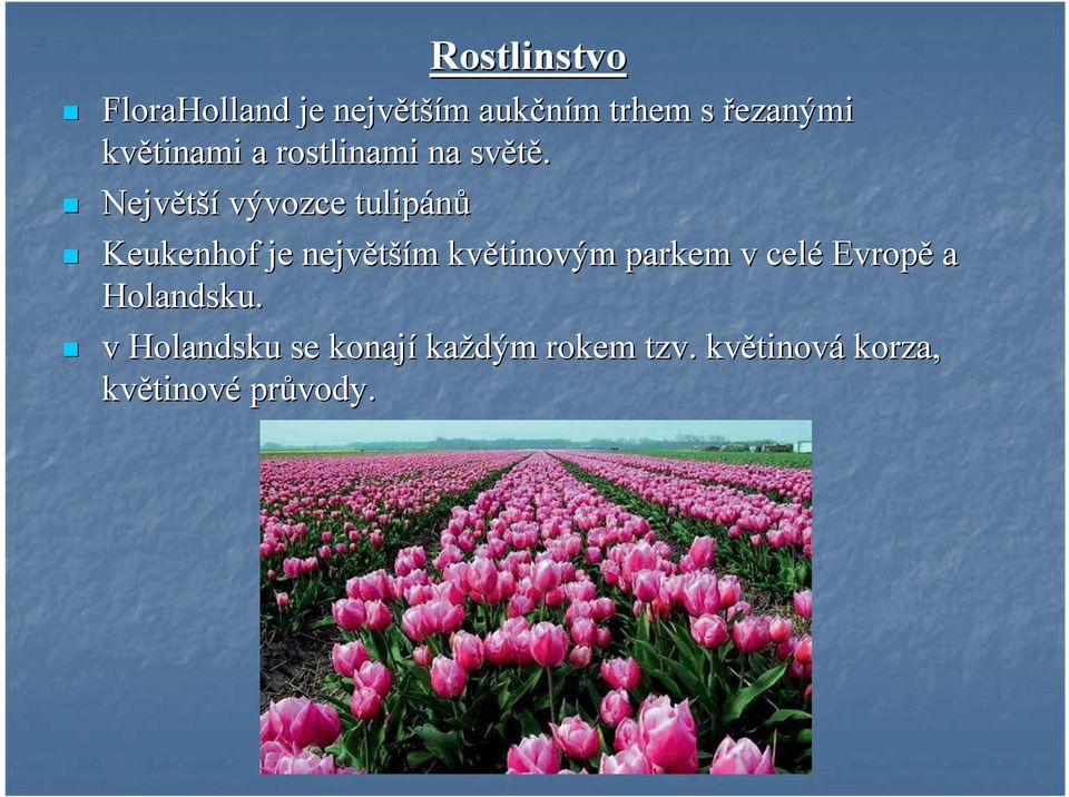 Největší vývozce tulipánů Keukenhof je největší ším m květinovým parkem