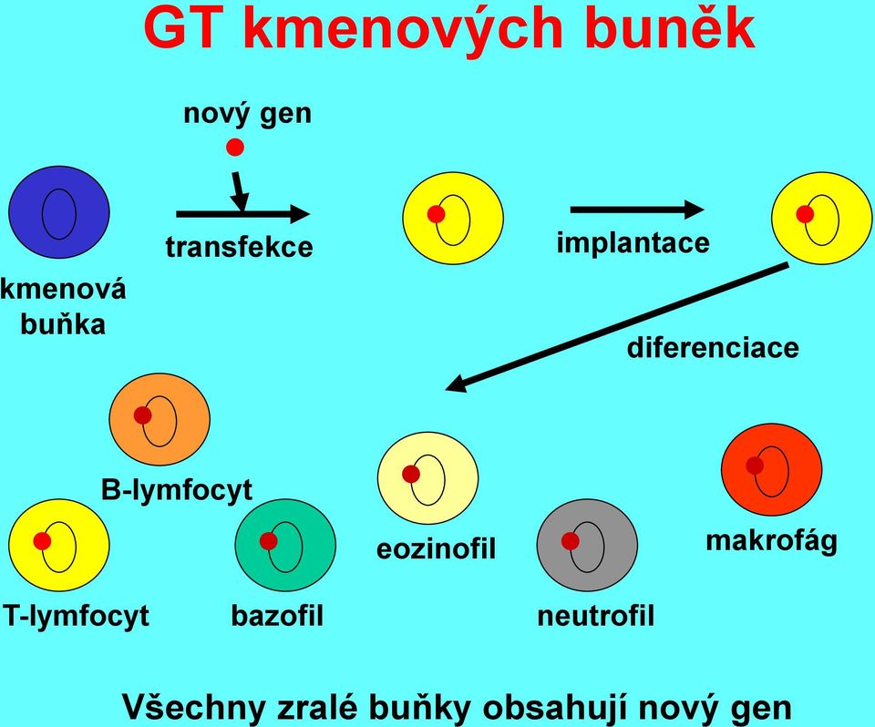 B-lymfocyt eozinofil makrofág T-lymfocyt