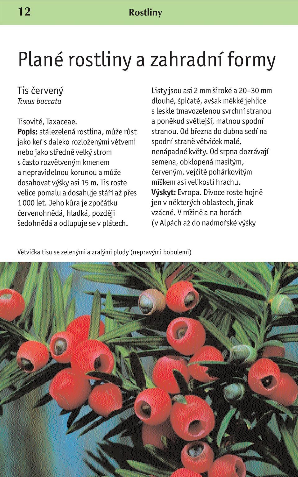 Tis roste velice pomalu a dosahuje stáří až přes 1000 let. Jeho kůra je zpočátku červenohnědá, hladká, později šedohnědá a odlupuje se v plátech.