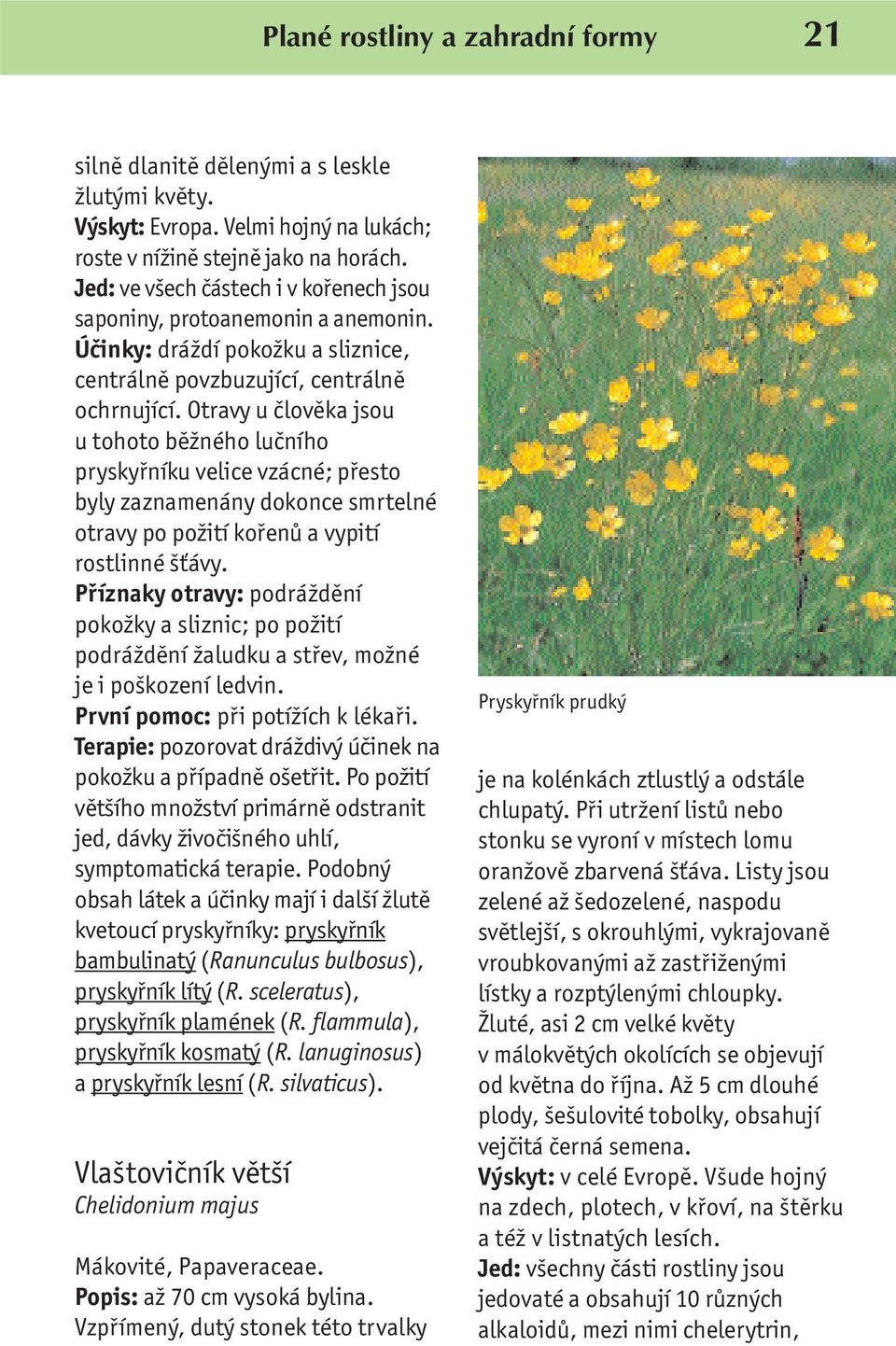 Otravy u člověka jsou u tohoto běžného lučního pryskyřníku velice vzácné; přesto byly zaznamenány dokonce smrtelné otravy po požití kořenů a vypití rostlinné šťávy.