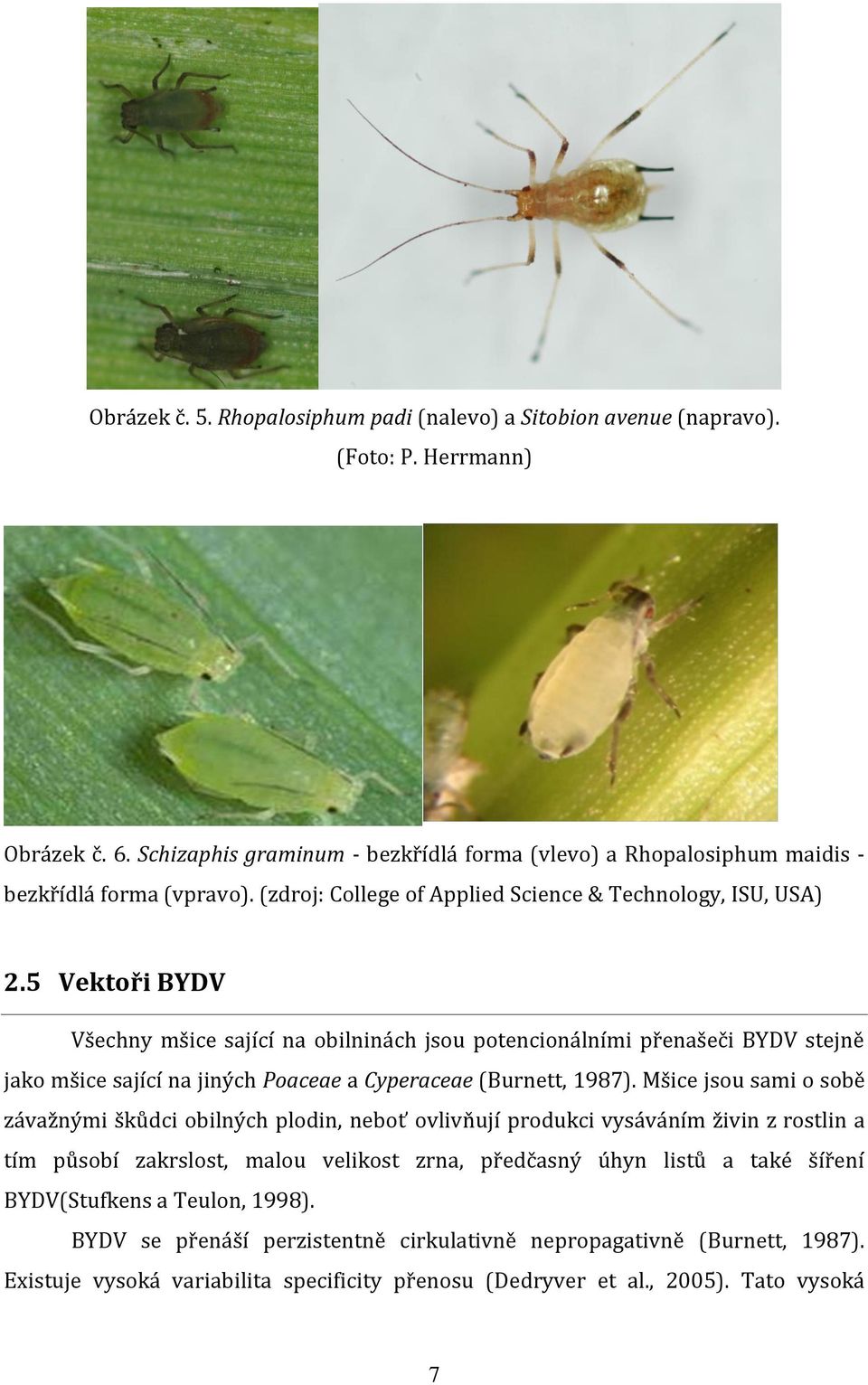 5 Vektoři BYDV Všechny mšice sající na obilninách jsou potencionálními přenašeči BYDV stejně jako mšice sající na jiných Poaceae a Cyperaceae (Burnett, 1987).