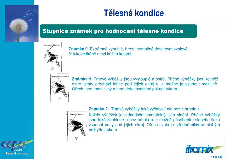 Ořech není moc silný a není detekovatelné pokrytí tukem. Známka 2: Trnové výběžky také vyčnívají ale bez «hrbolu».