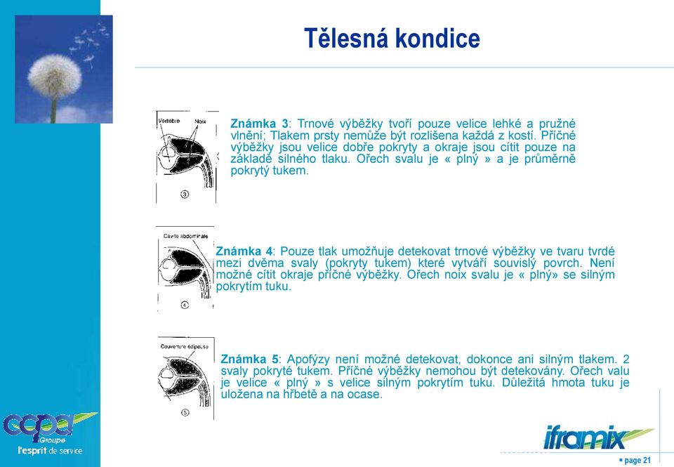 Známka 4: Pouze tlak umožňuje detekovat trnové výběžky ve tvaru tvrdé mezi dvěma svaly (pokryty tukem) které vytváří souvislý povrch. Není možné cítit okraje příčné výběžky.