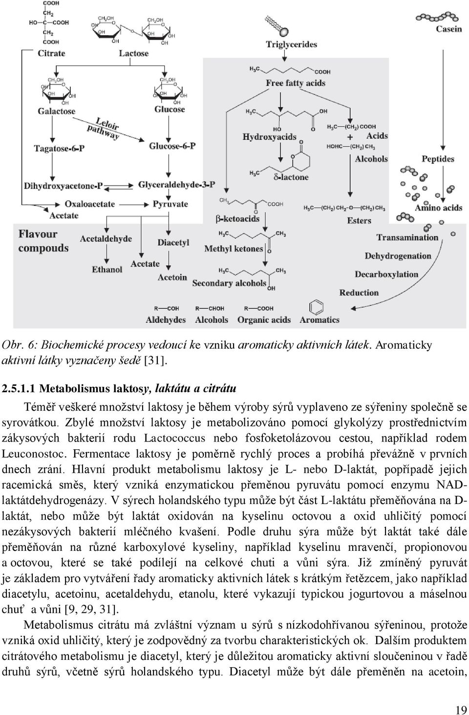 Zbylé množství laktosy je metabolizováno pomocí glykolýzy prostřednictvím zákysových bakterií rodu Lactococcus nebo fosfoketolázovou cestou, například rodem Leuconostoc.