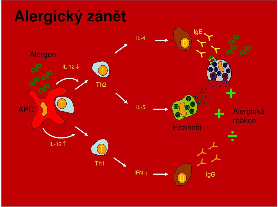 T IL-5 Eozinofil Alergická