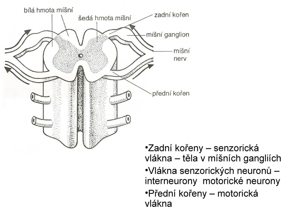 senzorických neuronů interneurony