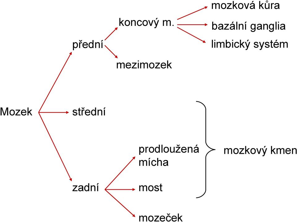 přední mezimozek Mozek střední