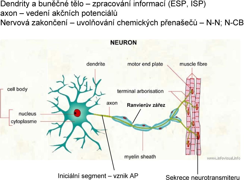 uvolňování chemických přenašečů N-N; N-CB Ranvierův